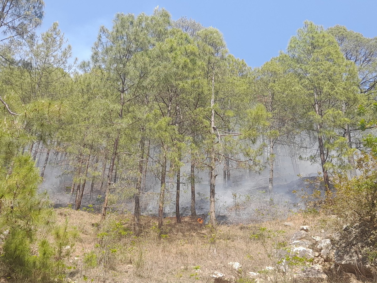 बैतडीका सामुदायिक वनमा डढेलो, लाखौंका वनसम्पदा जलेर नष्ट 